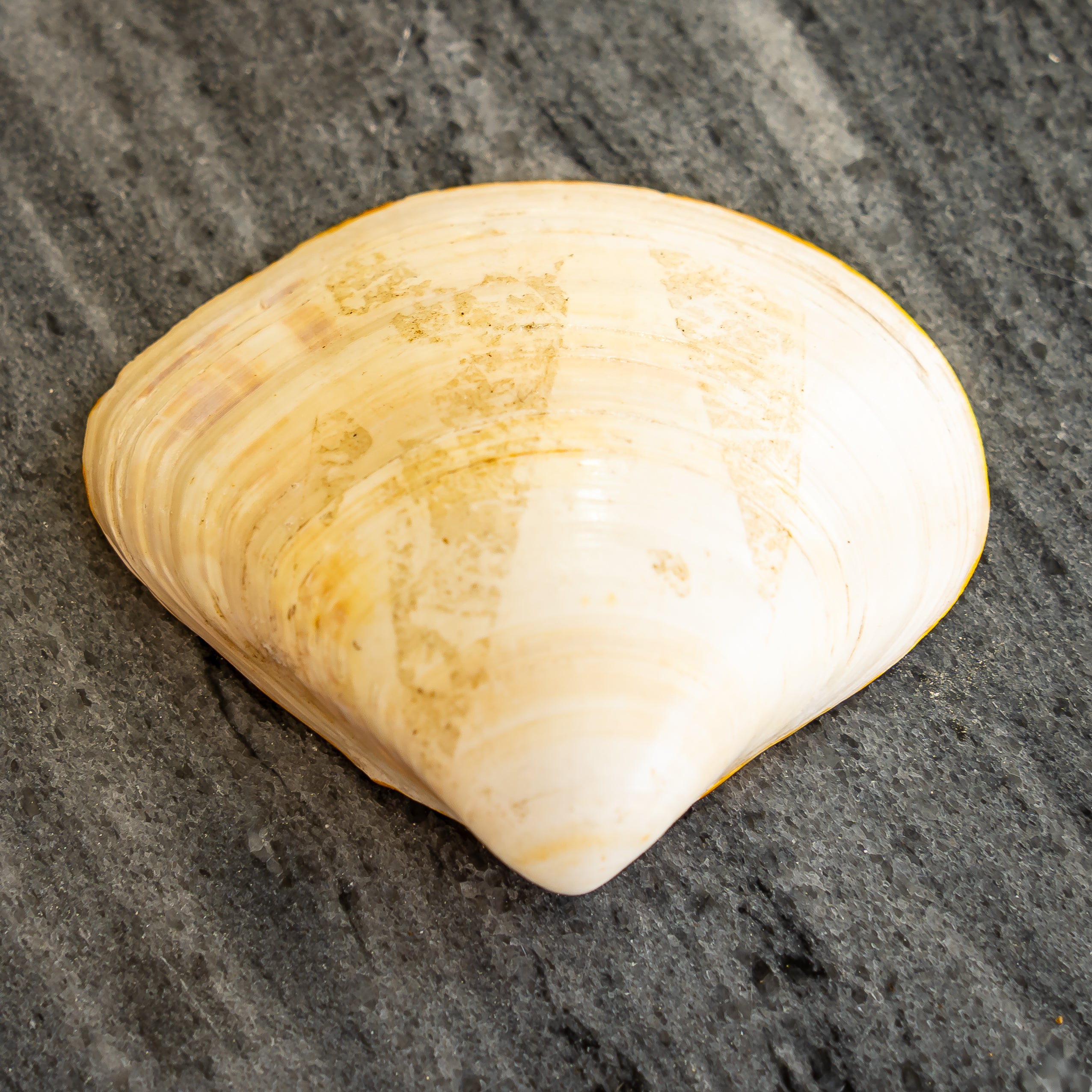 Hammer Head Shark, Half Clam