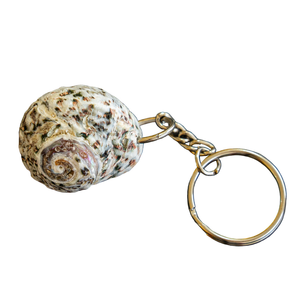 Natural UAE bonnet shell keychains ( keyring )