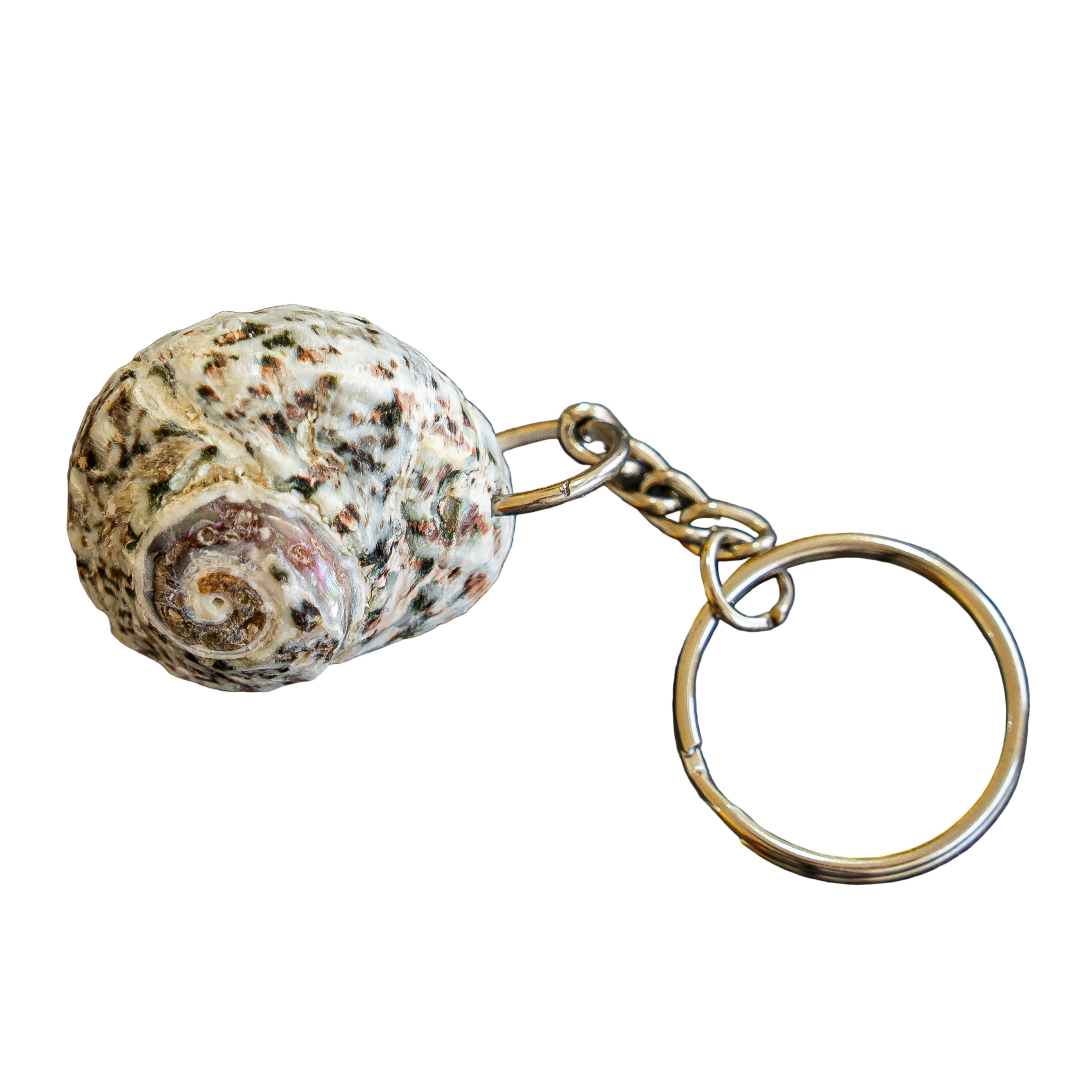 Natural UAE bonnet shell keychains ( keyring )