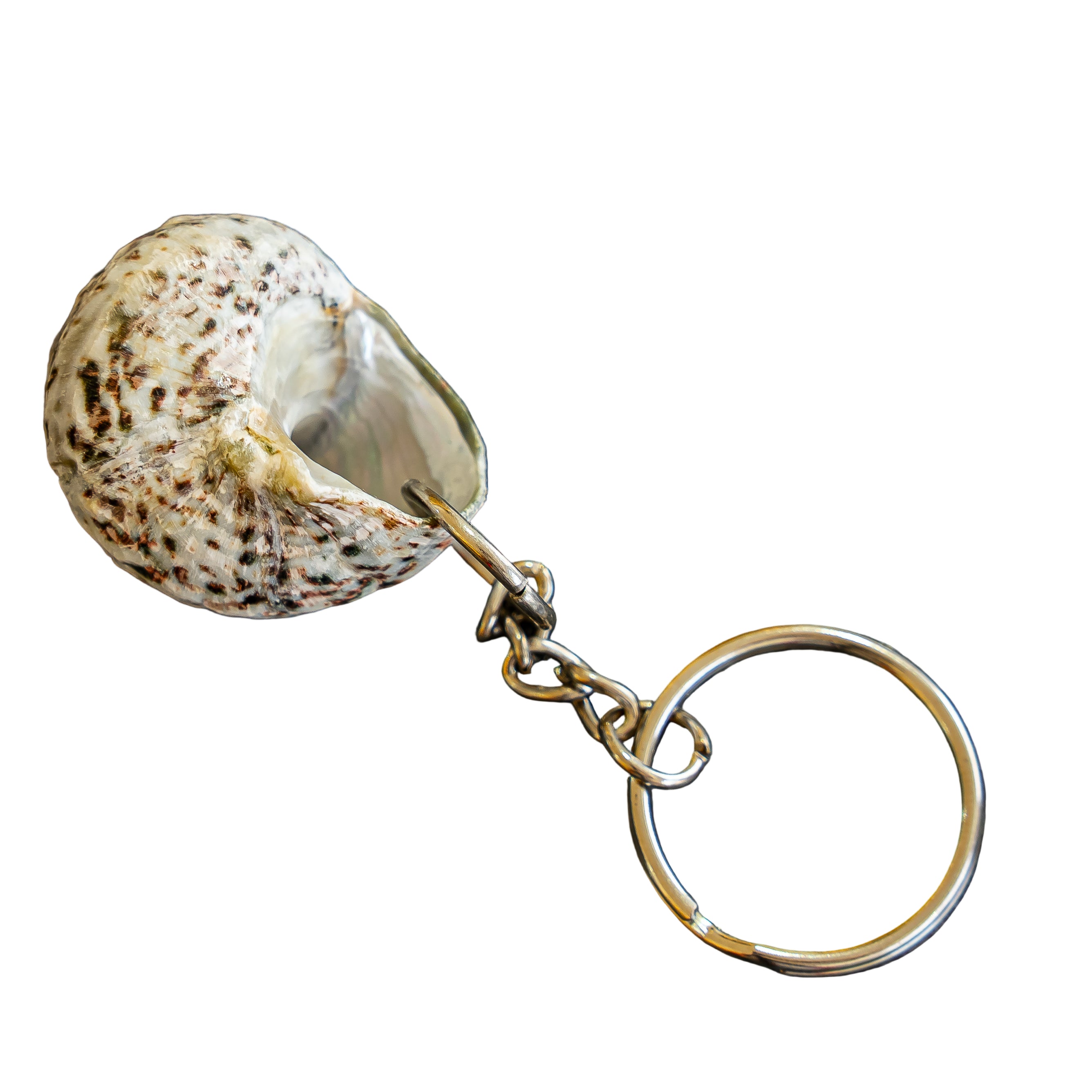 Natural UAE bonnet shell keychains ( keyring )
