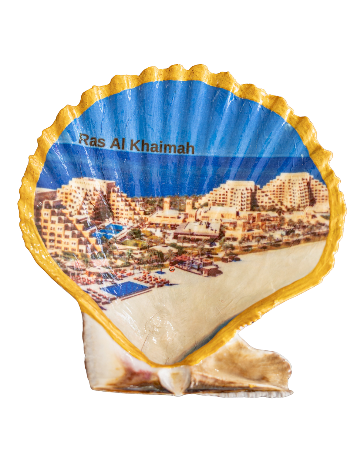 Scallop Art, Al Marjan Island 4.5"