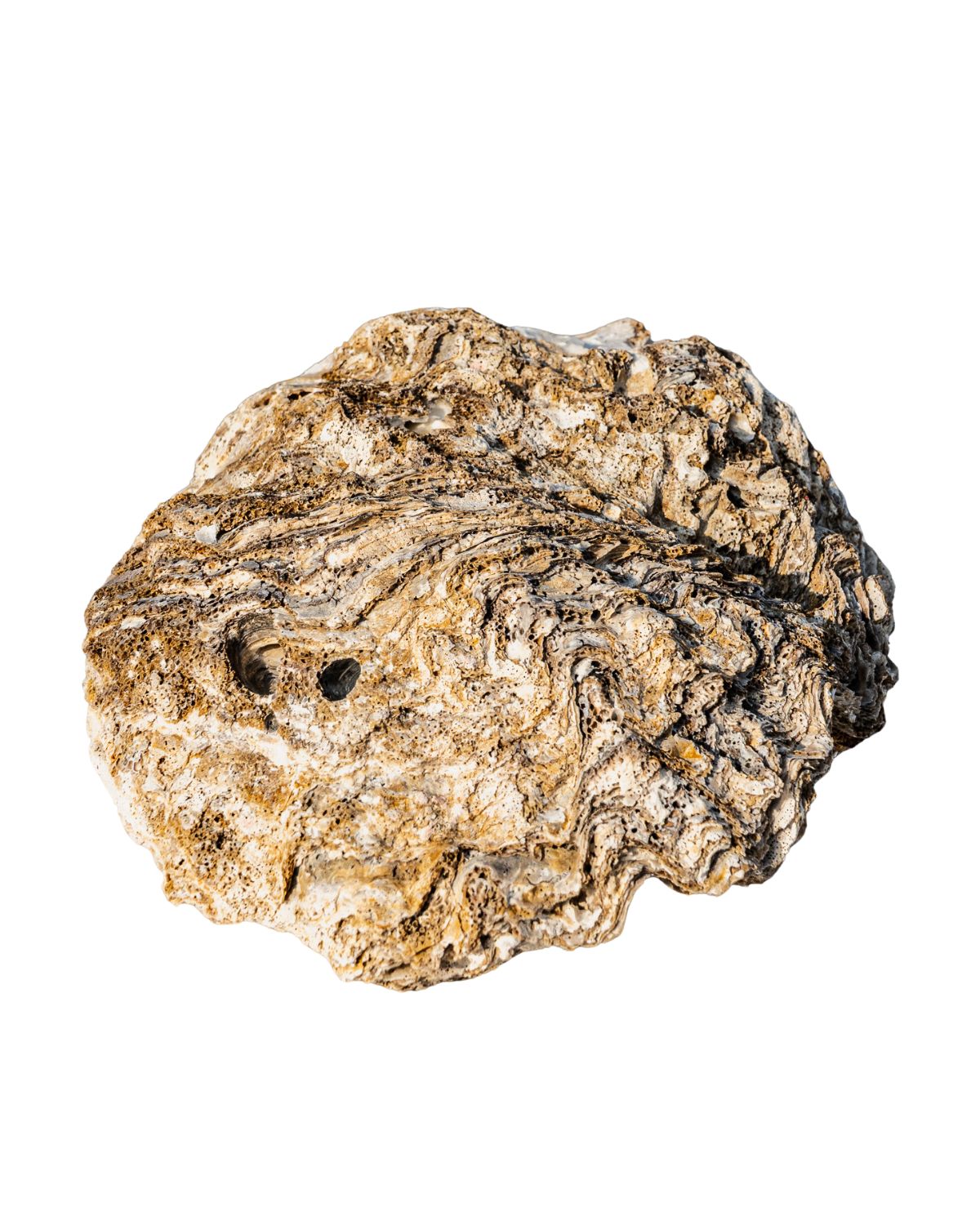 Large Natural Oyster Shell