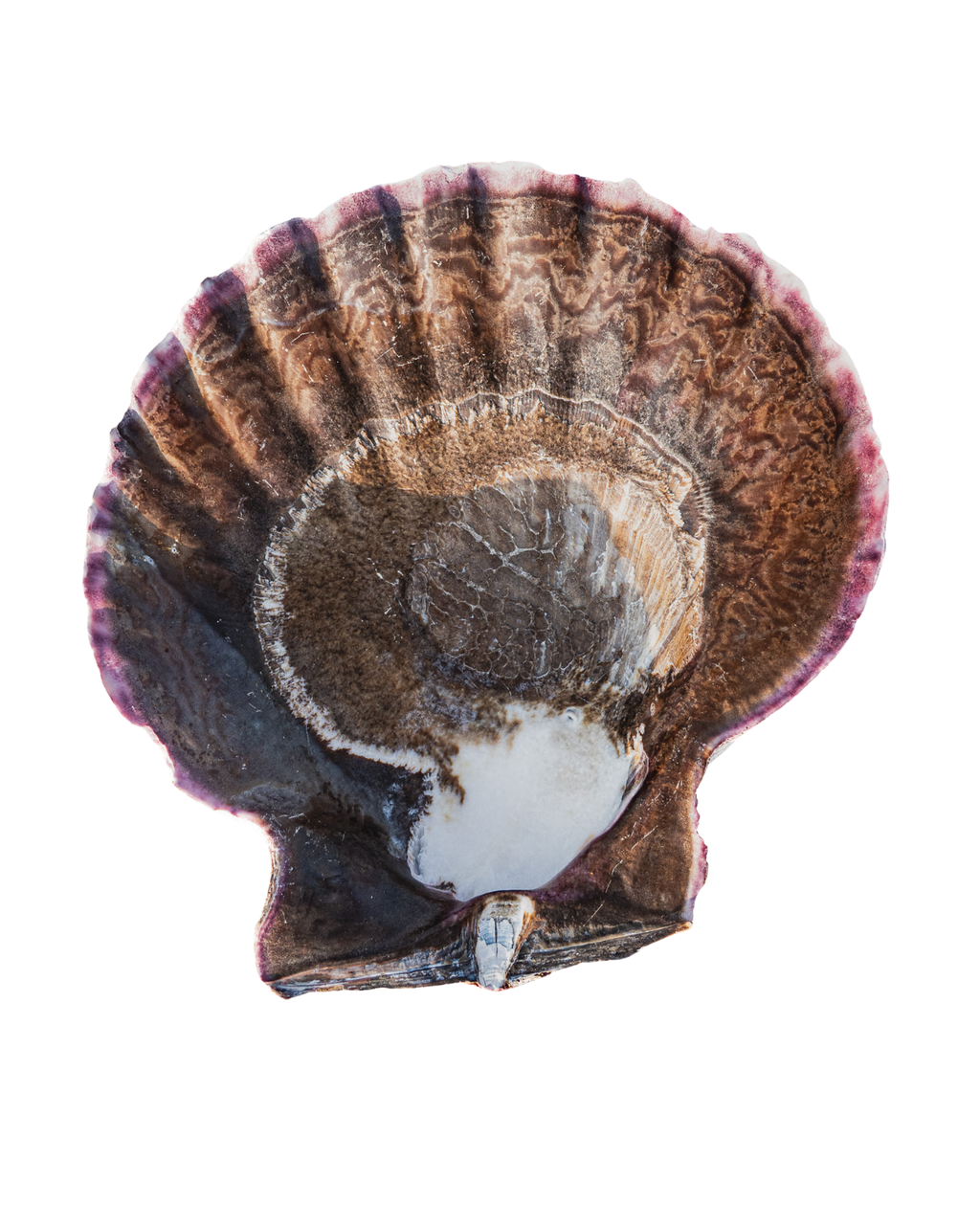 Natural XXL Scallop Shell 8x8 Inch