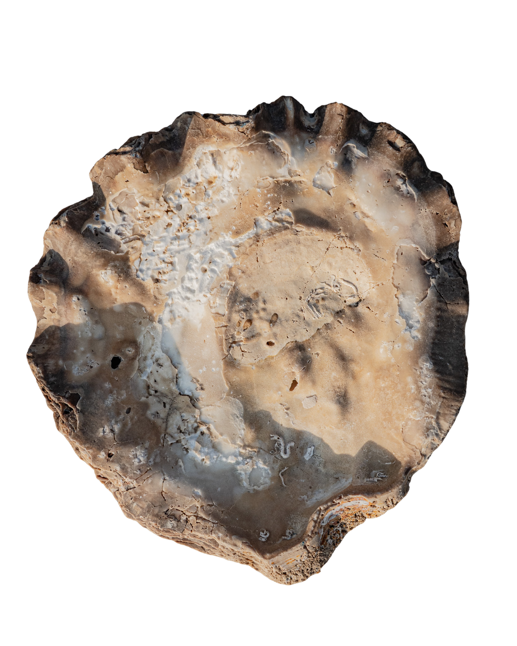 Incredibly rare large natural oyster shell