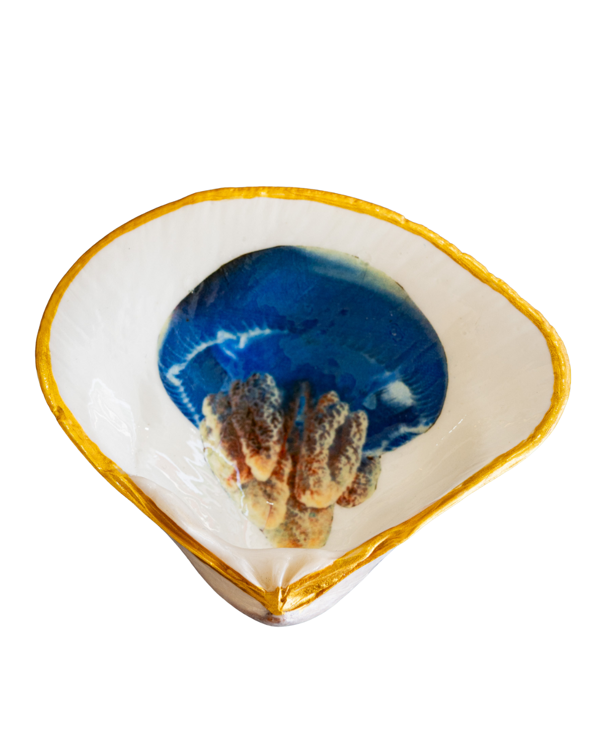 Half Clam Shell, Jellyfish