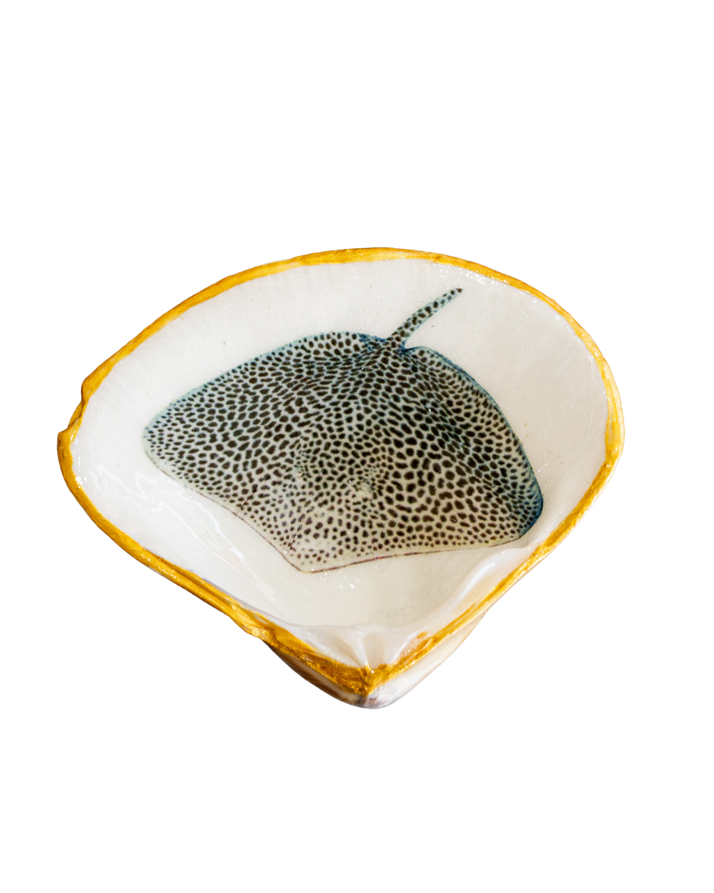 Half Clam Shell, Stingray