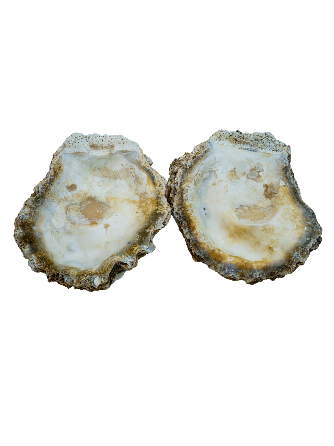 100% Large Natural Oyster Shell