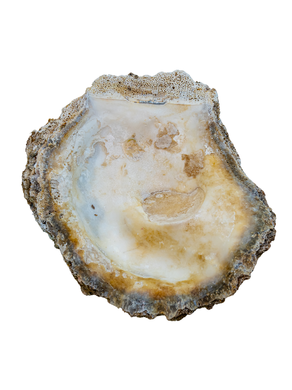 100% Large Natural Oyster Shell