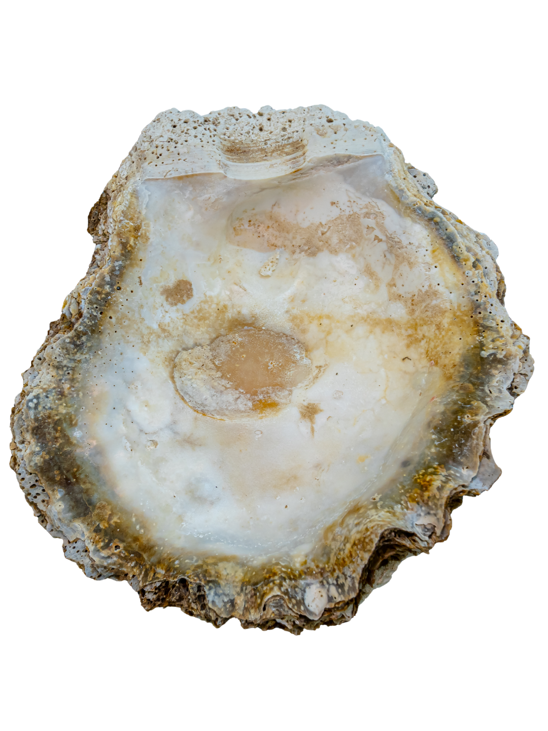 100% Large Natural Oyster Shell