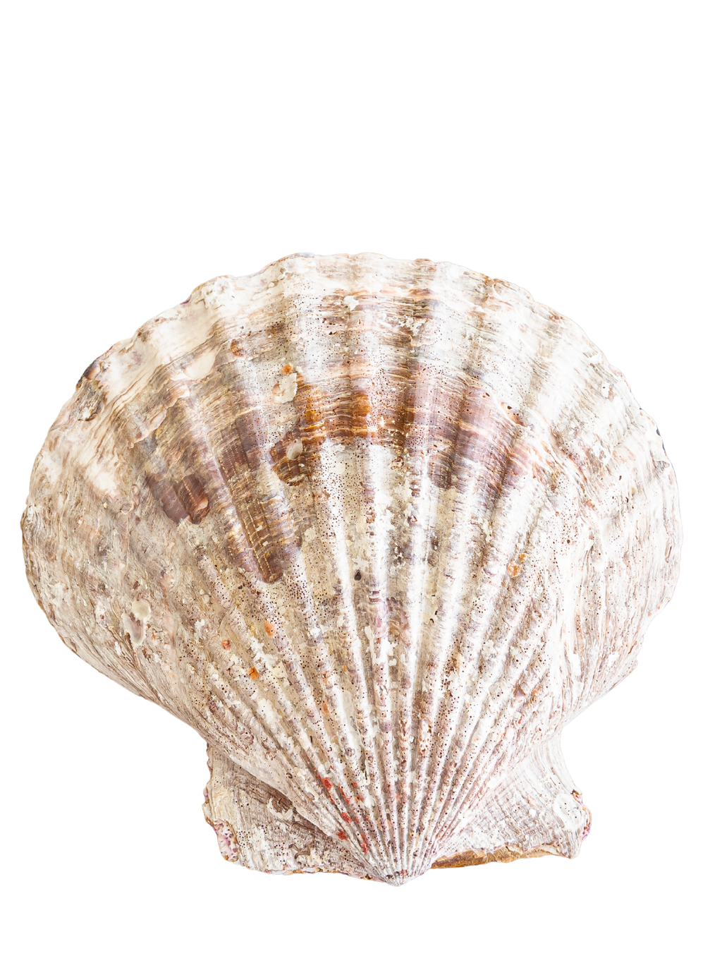 100% Natural UAE XXL UAE Scallop Shell 8x8 Inch