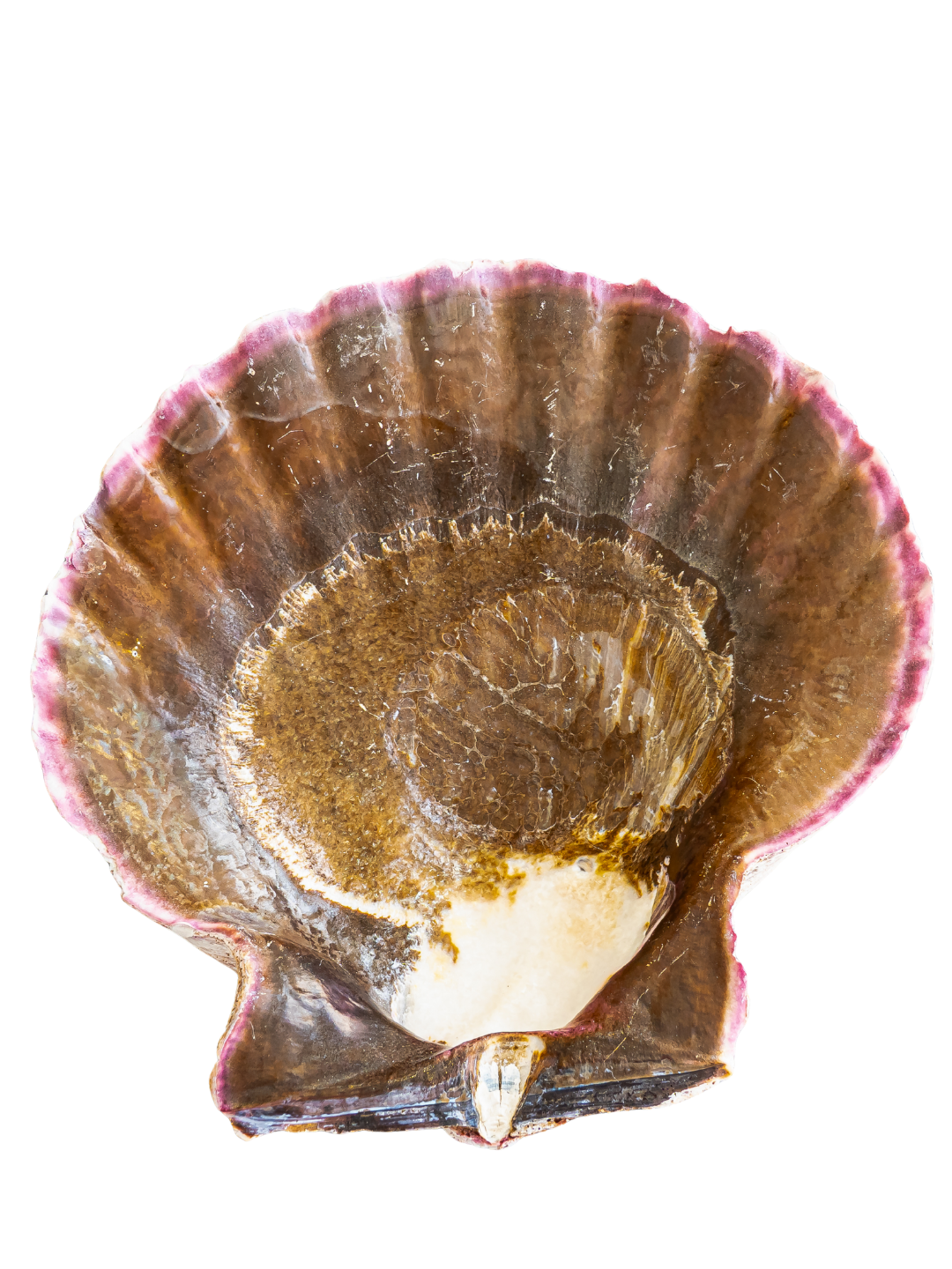 100% Natural UAE XXL UAE Scallop Shell 8x8 Inch