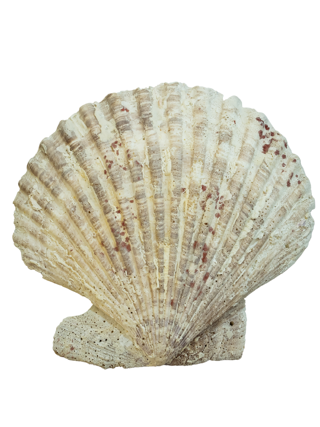 100% Natural XL Scallop Shell 7.2 X 7.2 Inch
