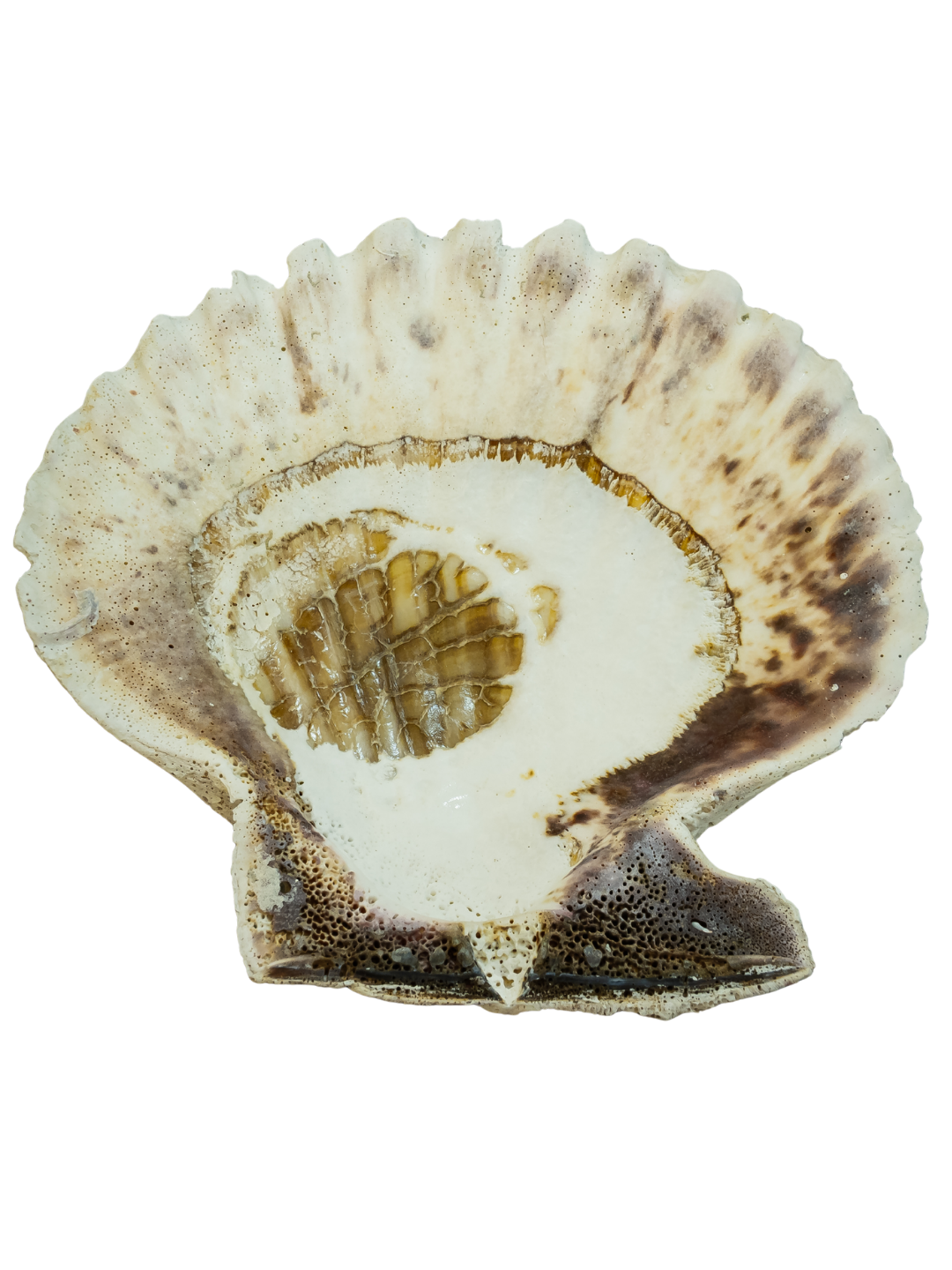 100% Natural XL Scallop Shell 7.2 X 7.2 Inch