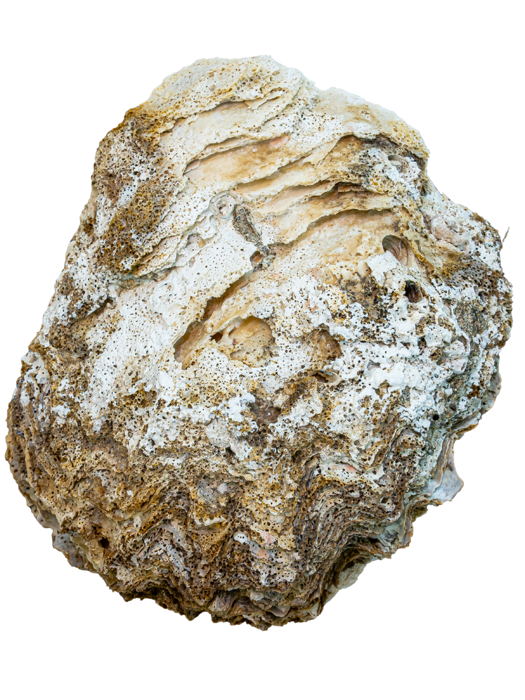 100% Large Natural Oyster Shell