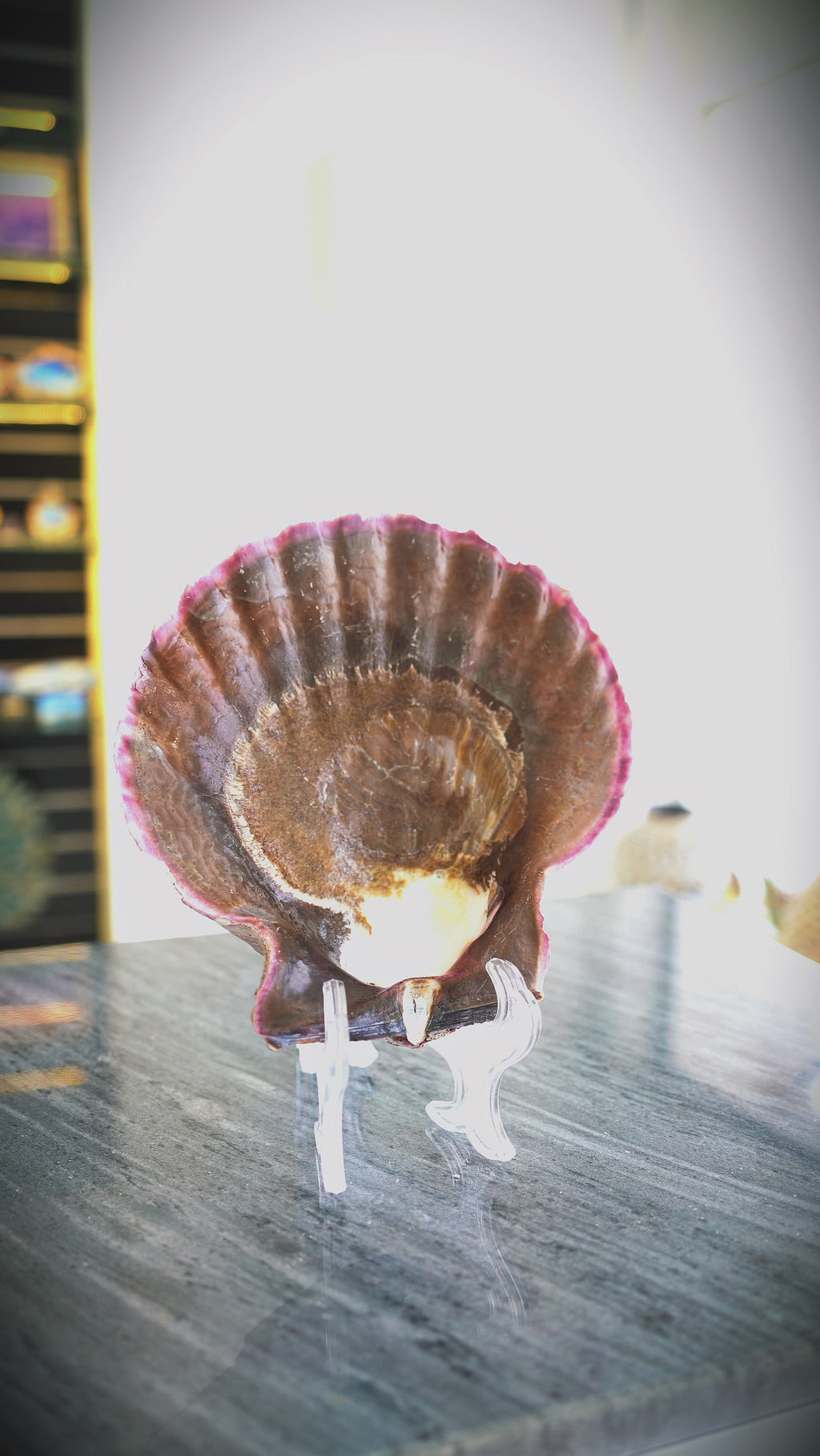 100% Natural UAE XXL UAE Scallop Shell 8x8 Inch