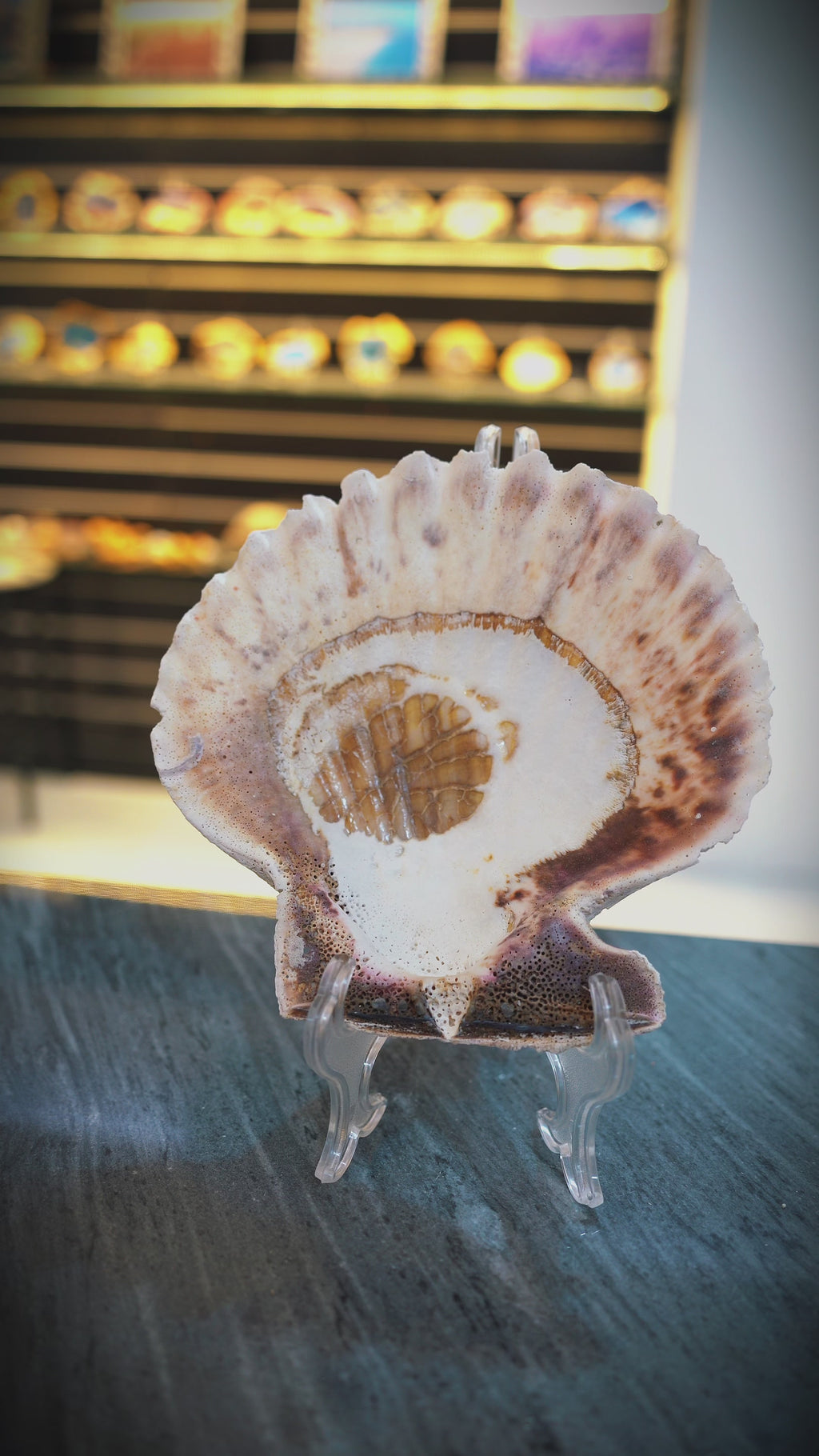 100% Natural XL Scallop Shell 7.2 X 7.2 Inch