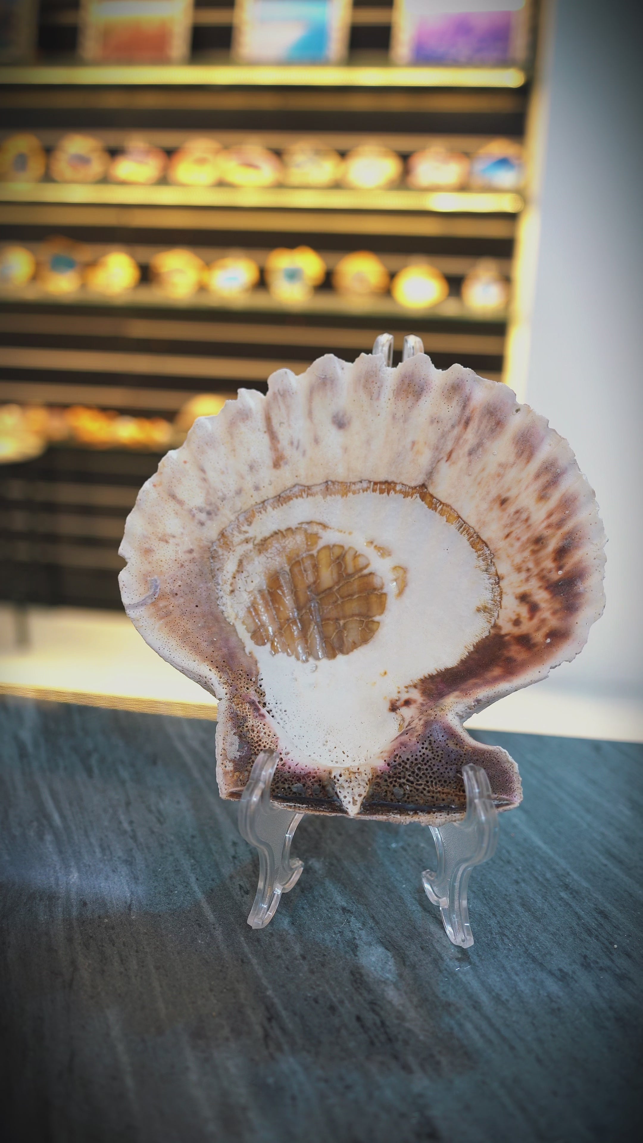 100% Natural XL Scallop Shell 7.2 X 7.2 Inch